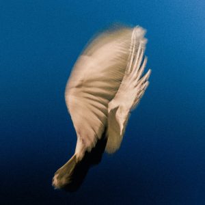 SWIM音乐全集(截至到2025年12月05日)-OppsUultra音乐天地